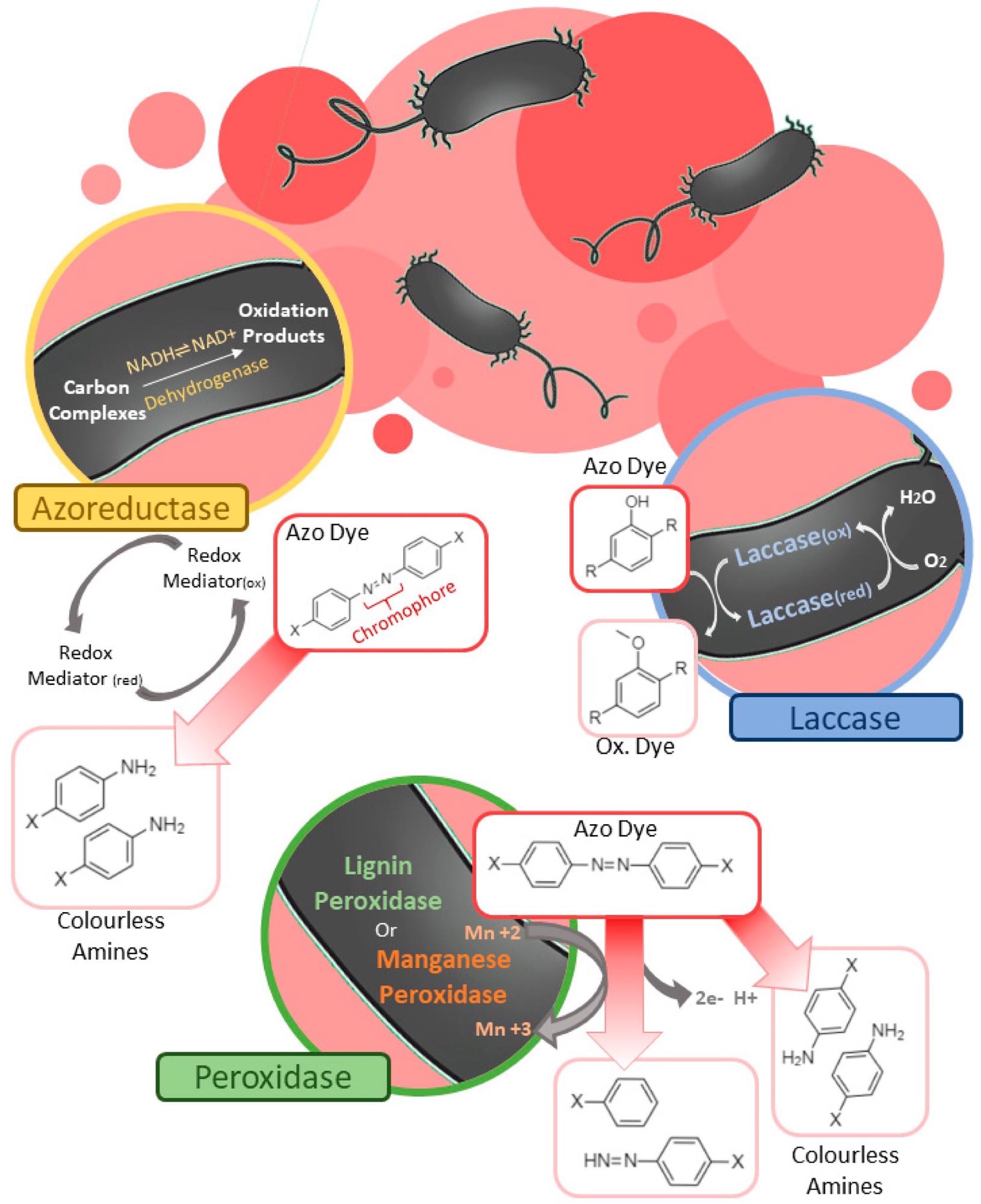 Schematic representation of three general bacterial enzymatic degradation mechanisms of azo chromophore group. Firstly, showing the enzymatic degradation by the action of azoreductases—yellow—in this example using NADH as an essential reducing agent for the cleavage of azo bonds, generating aromatic amines and thus discoloring the medium. Then—clockwise—we have the catalytic reaction cycle mediated by laccase—blue—with generation of oxidized substrate instead of potentially toxic amines, in addition to not requiring cofactors. Finally, peroxidase enzymes—green—such as lignin peroxidase and manganese peroxidase, two enzymes most commonly used for dye degradation, illustrating some possible products according to the cleavage of their bonds, which can be symmetric or asymmetric.