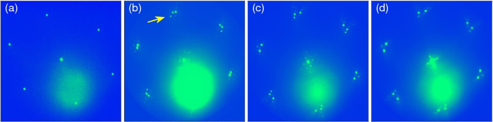 LEED patterns of bare W(110) (a), 2 ML Au/W(110) (b), 1 ML Fe/2 ML Au/W(110) (c), 2 ML Au/1 ML Fe/2 ML Au/W(110) (d). The arrow in (b) indicates tungsten diffraction spot. Electron energy 38 eV.