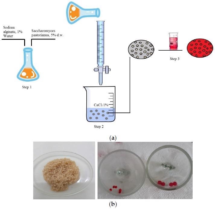 (a) Schematic representation of the immobilized and biosorption processes; (b) immobilized biomass granules before and after dye biosorption.