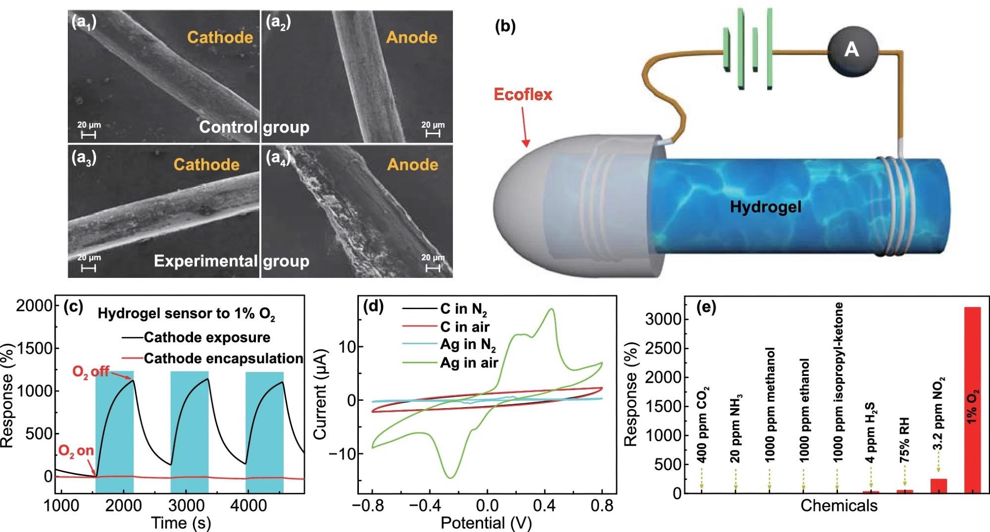 a SEM images of (1) cathode and (2) anode in the control group, and (3) cathode and (4) anode in the experimental group after exposure to air for 5 h. b Schematic illustrating the device configuration in the cathode encapsulation experiment. c Dynamic responses of the sensor to 1% O2 before and after encapsulation of cathode. d Current-Potential curves of the sensor when Ag and carbon (C) electrodes were employed in N2 and air, respectively. e Comparison in the responses of the sensor to 400 ppm CO2, 20 ppm NH3, 4 ppm H2S, 3.2 ppm NO2, and 1% O2