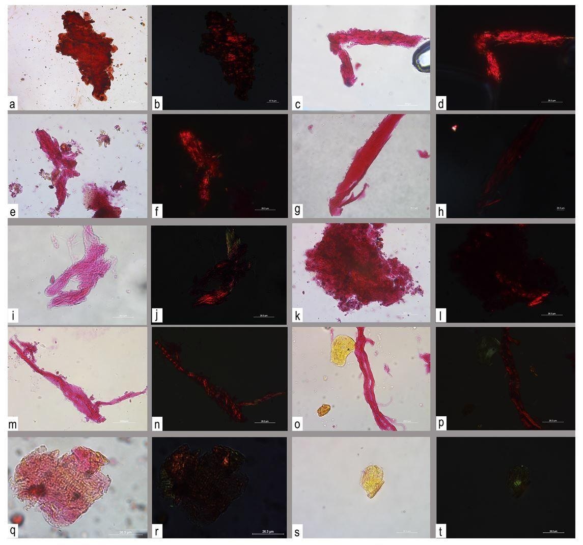 Figure 2.  Archaeological residues observed in transmitted and cross-polarized light with staining compound PSR. a-b) clumps of bone flakes with an angular outline; b-f) amorphous compact residues with a rough/cratered surface and peripheral crystalline fragments; g-h) tissue with longitudinal grooves; i-p) bundles of fiber; q-r) parallel reticula of fiber; s-t) amorphous matter.
