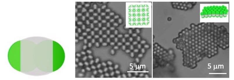 Schematic of a particle with distinct regions (left). The bright-field fluorescent images (center and left) and schematics (inserts) show selective crystallization via pole-to-pole or center-to-center interactions. Scale bars are 5 µm.
