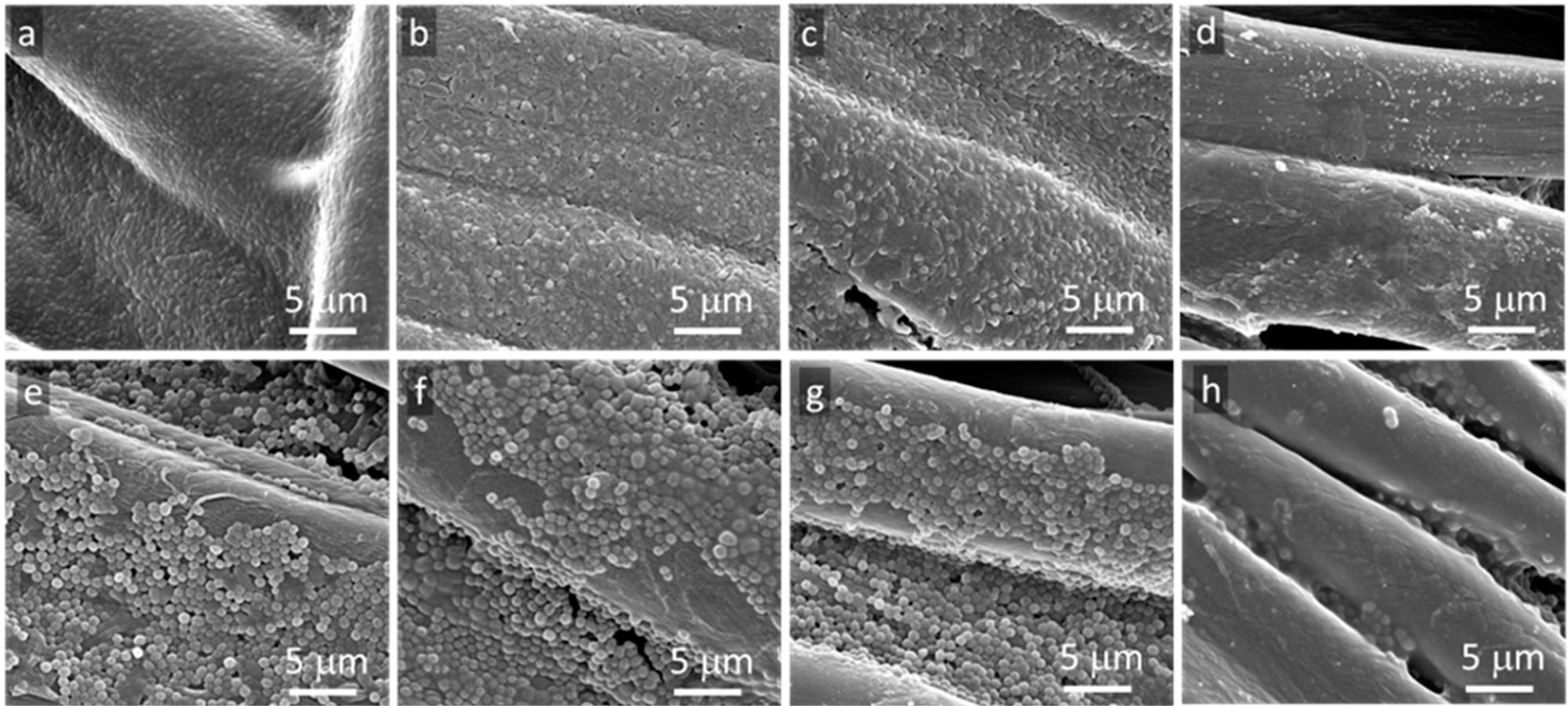 SEM micrographs of bottom surfaces of cotton fabric specimens removed from agar after 48 h incubation: E. coli (a) neat fabric, (b) GO-coated, (c) rGO-coated, (d) Ag°/rGO-coated, S.aureus (e) neat fabric, (f) GO-coated, (g) rGO-coated, (h) Ag°/rGO-coated.