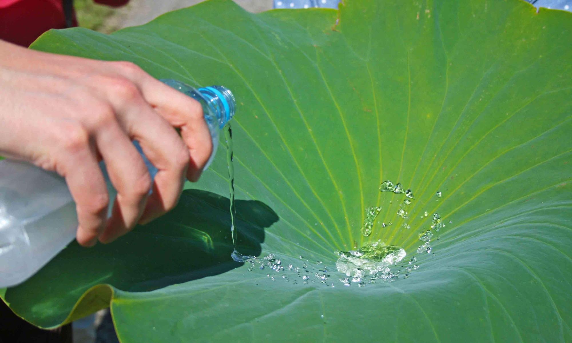 Researchers Create Lotus-Stimulated Self-Cleaning Bioplastics That Repel Liquid and Dirt