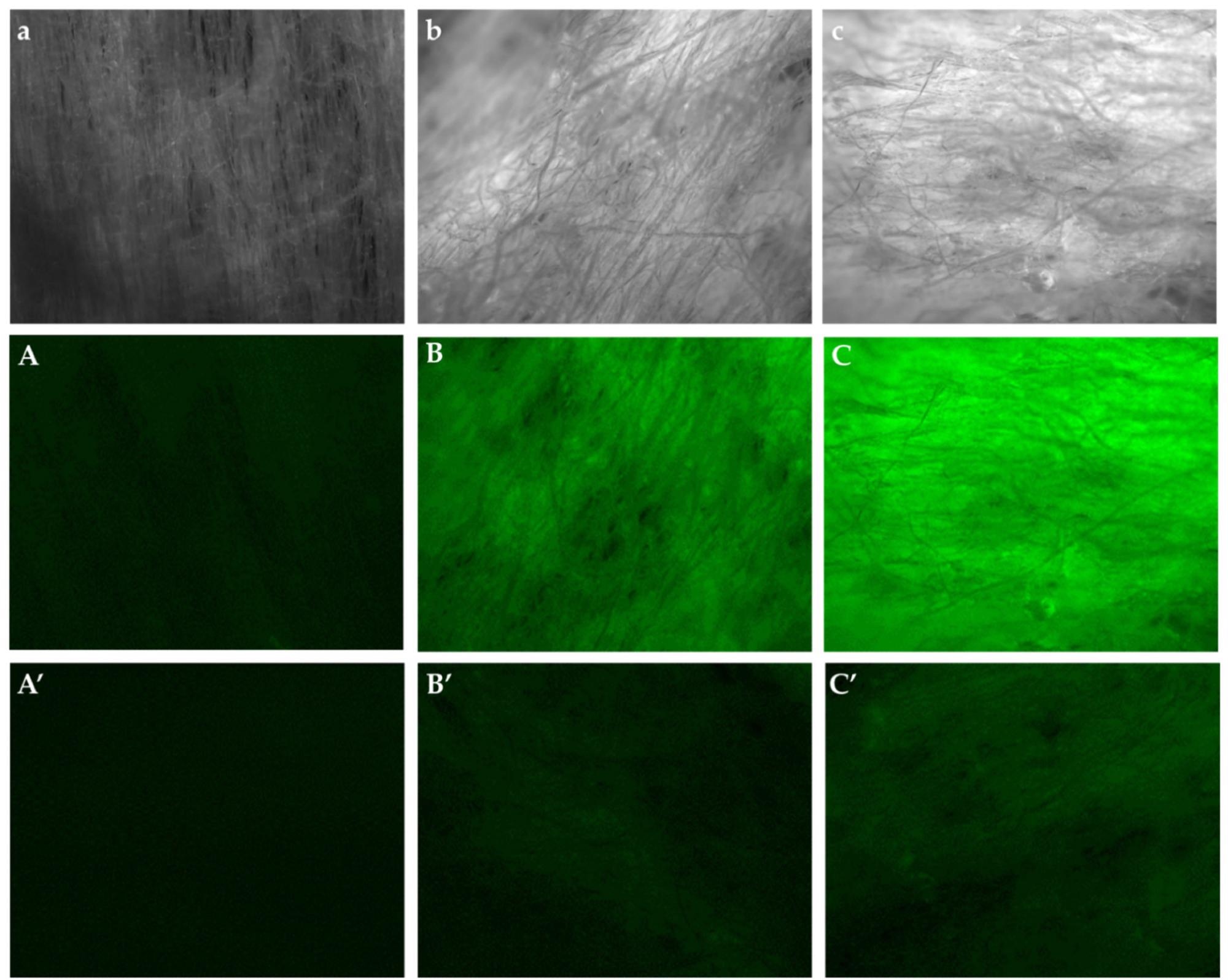Fluorescent marker lectin adsorption image of functional MNWF at each stage. (a–c) GMA, IDA-EDC, and NANA MNWF, respectively. (A–C) GMA, IDA-EDC, and NANA MNWF after fluorescence-labeled lectin adsorption, respectively. (A’–C’) GMA, IDA-EDC, and NANA MNWF after eluting fluorescently labeled lectin with 0.2 wt.% SDS solution, respectively. Each MNWF’s dg is 50%.