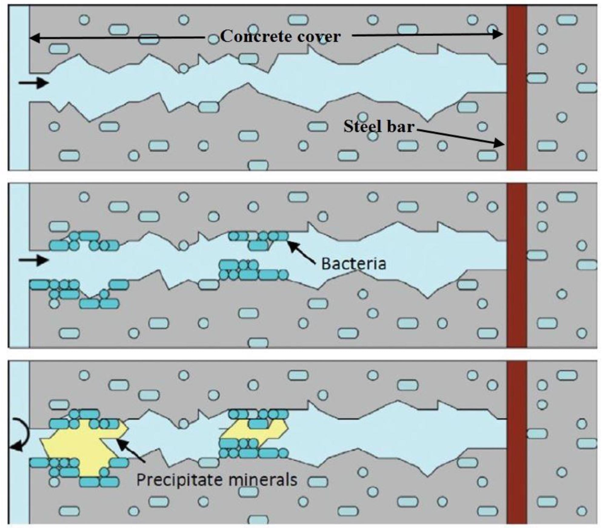 Classic crack-repair mechanisms in the concretes via the immobilized bacteria.