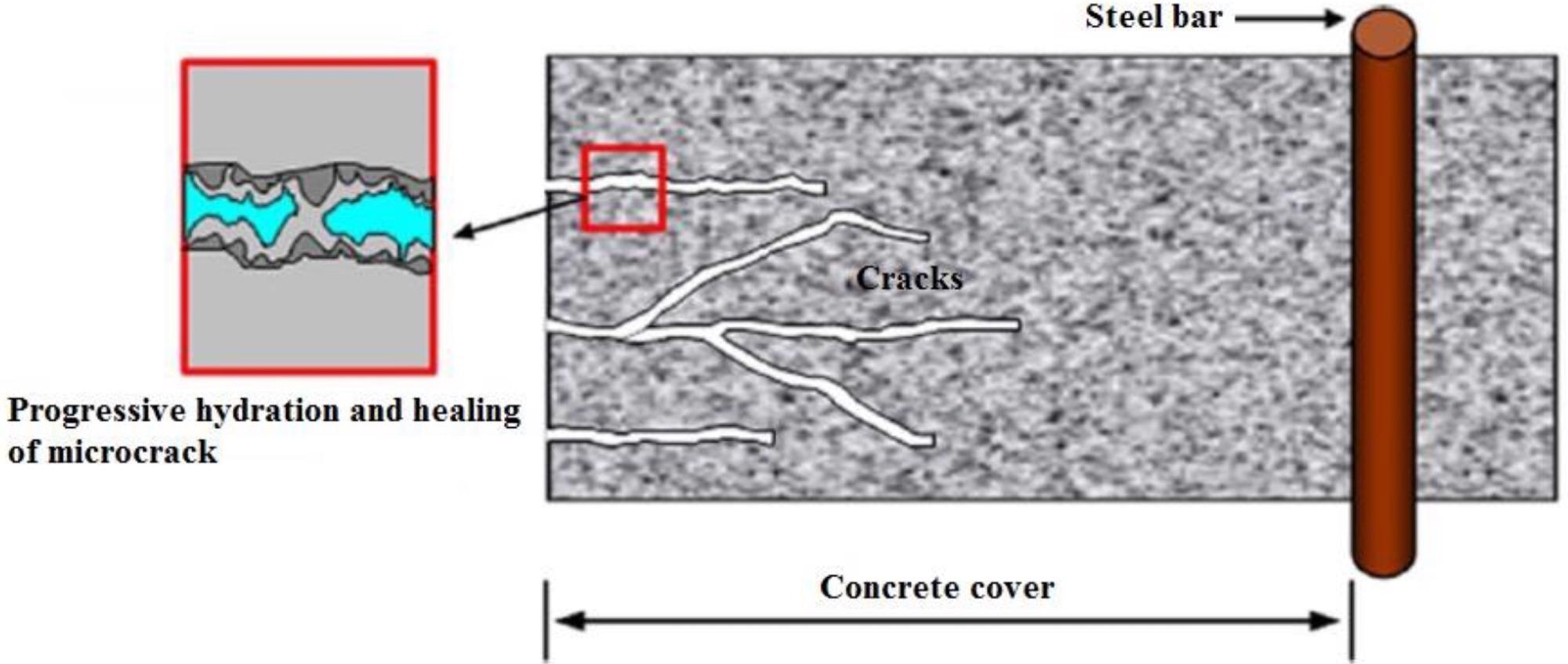 Healing process of micro-cracks in concrete cover because of unhydrated cement nuclei-assisted continued hydration.