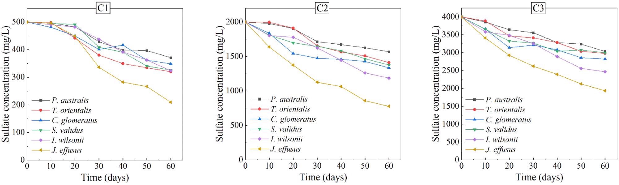 Sulfate concentrations in three concentrations of AMD vs. time. C1, C2 and C3 represent AMD with different sulfate concentrations (Table 3).