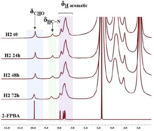 1H-NMR spectra of the hydrogel during hydrogelation, from hydrogel occurrence (t0) to 72 h, compared with the 2-FPBA reference.