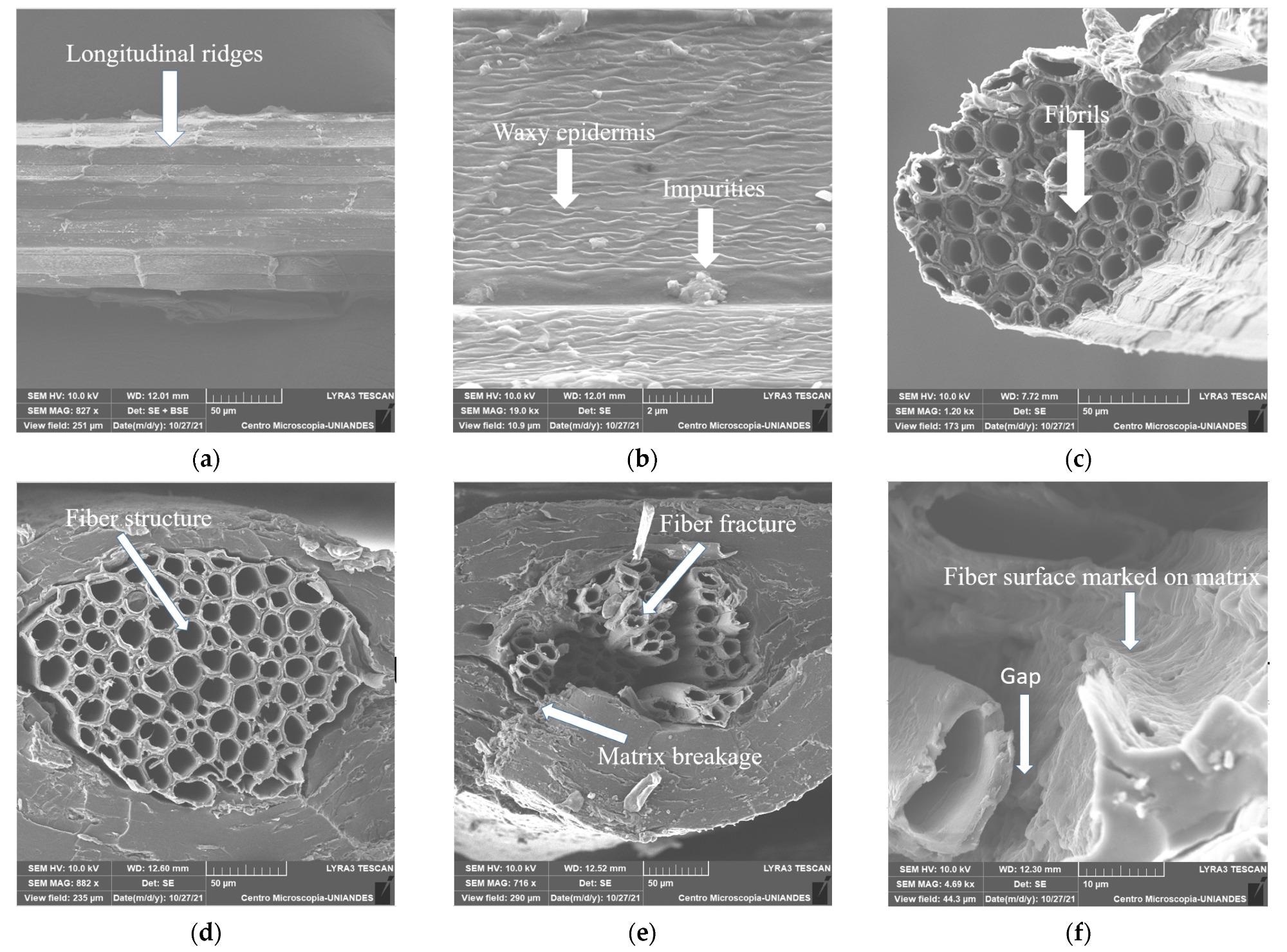 SEM images of PF at (a) ×827, (b) ×19,000, (c) ×1200 and TPF/PF (d) ×882, (e) ×716, (f) ×4690 longitudinal and cross sections.