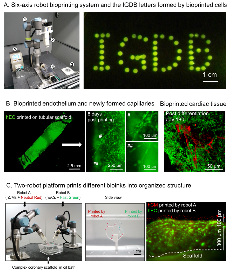Researchers Develop Novel 3D Bioprinting Platform to Aid Natural Cell Function Preservation.