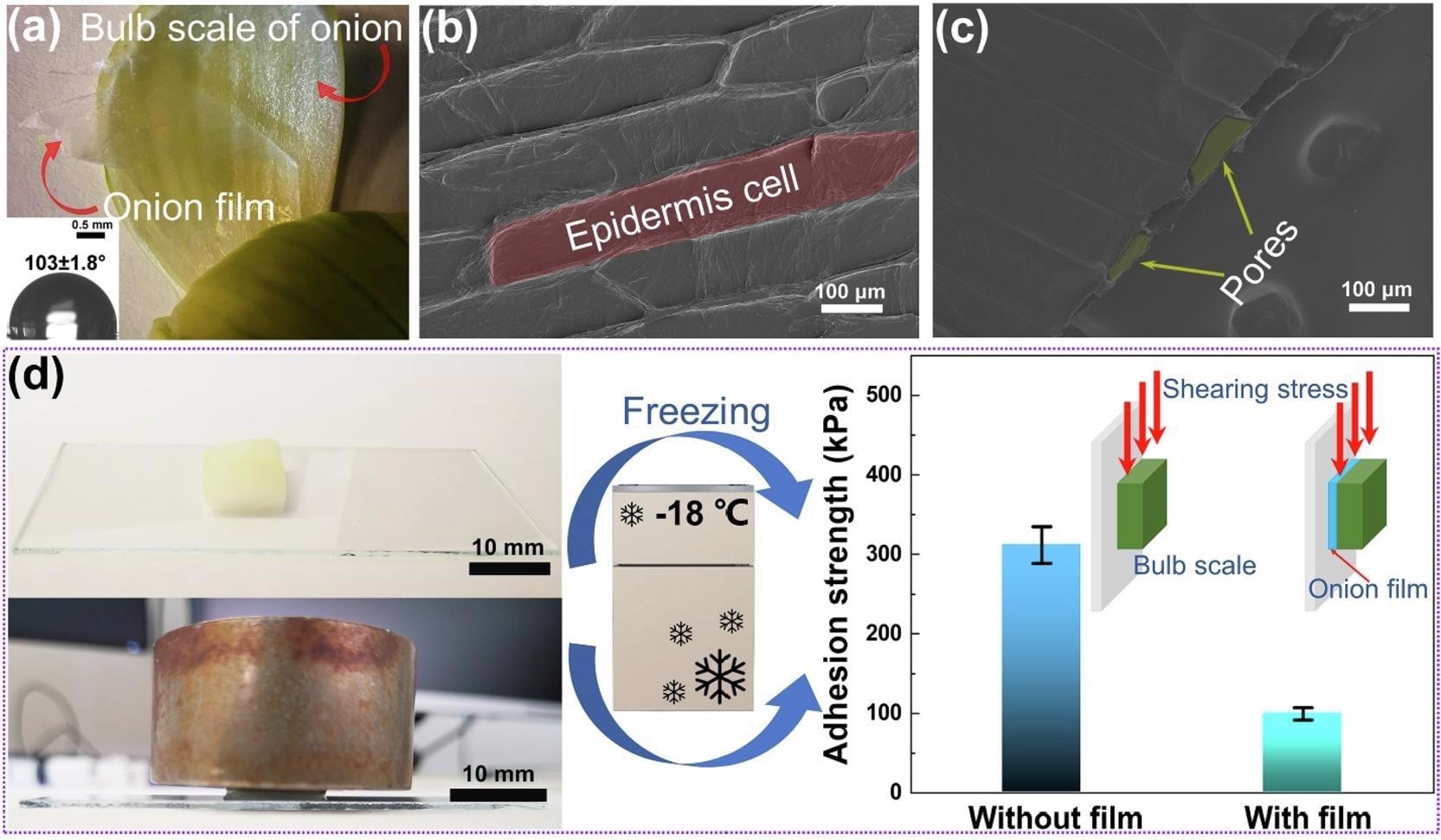 Properties of onion films in lowering adhesion strength.