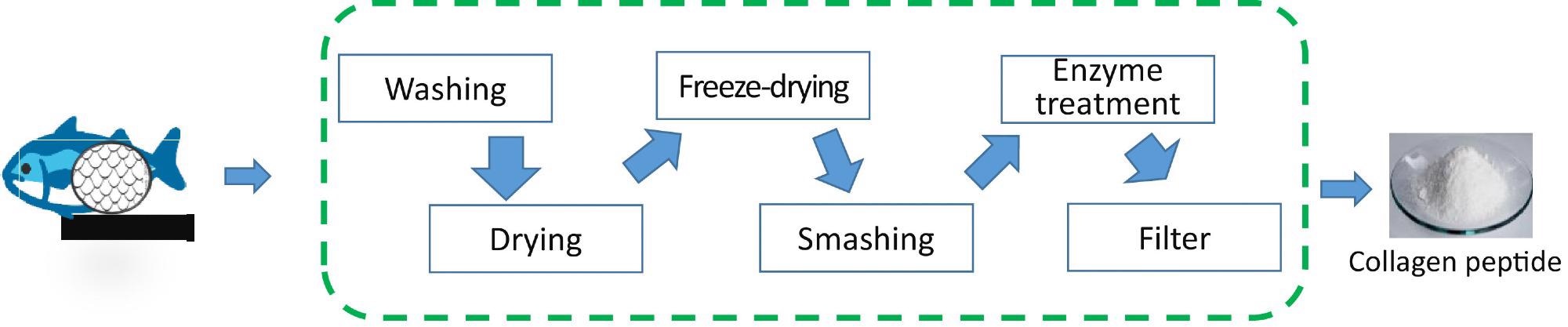 The process of Collagen peptide from fish scales.