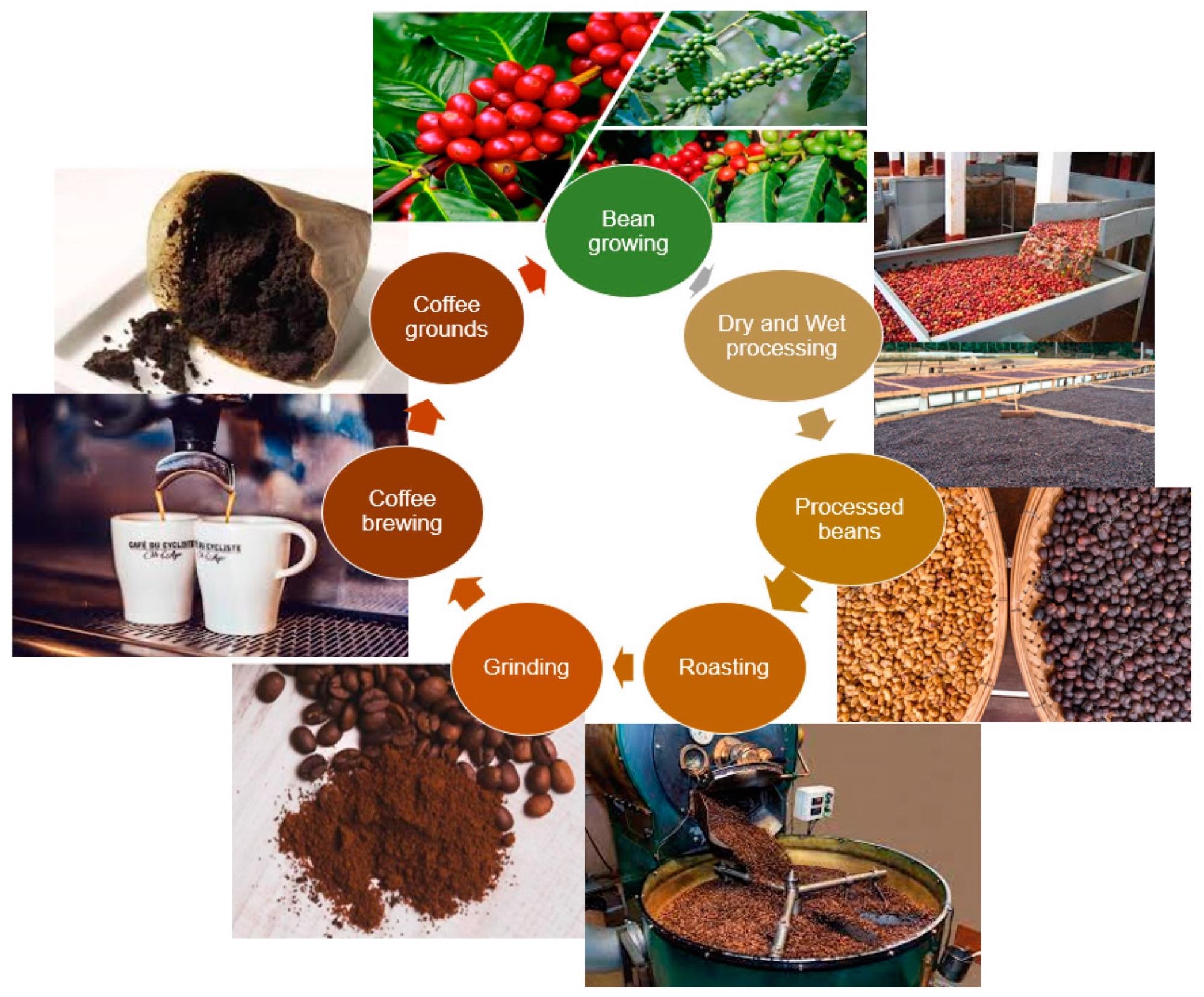 The life cycle of coffee.