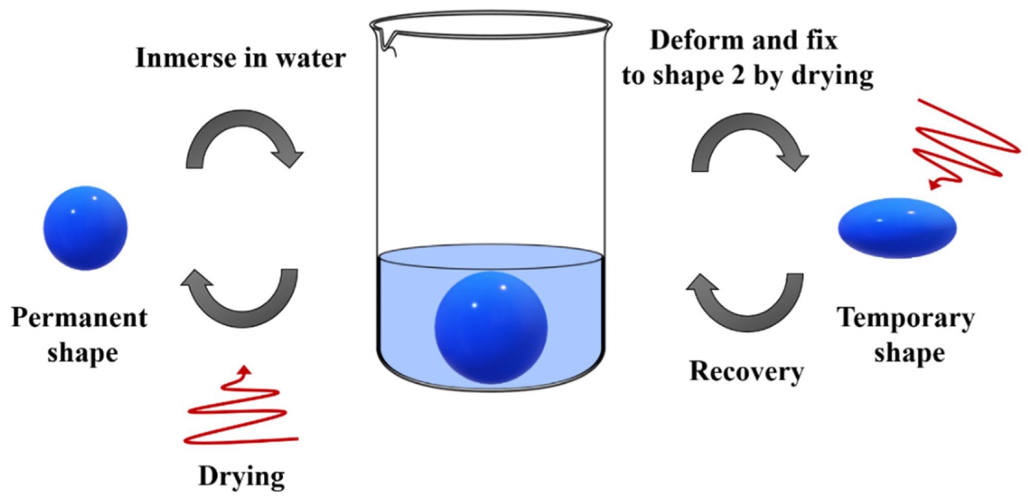Figure 8. Mechanism of water-responsive shape recovery.