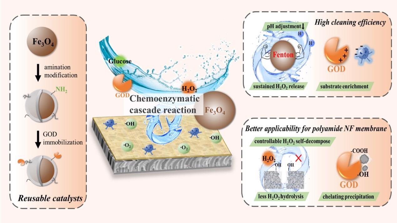 Researchers Suggest New Chemoenzymatic Cascade Reaction for Green Cleaning of Polyamide Nanofiltration Membranes.