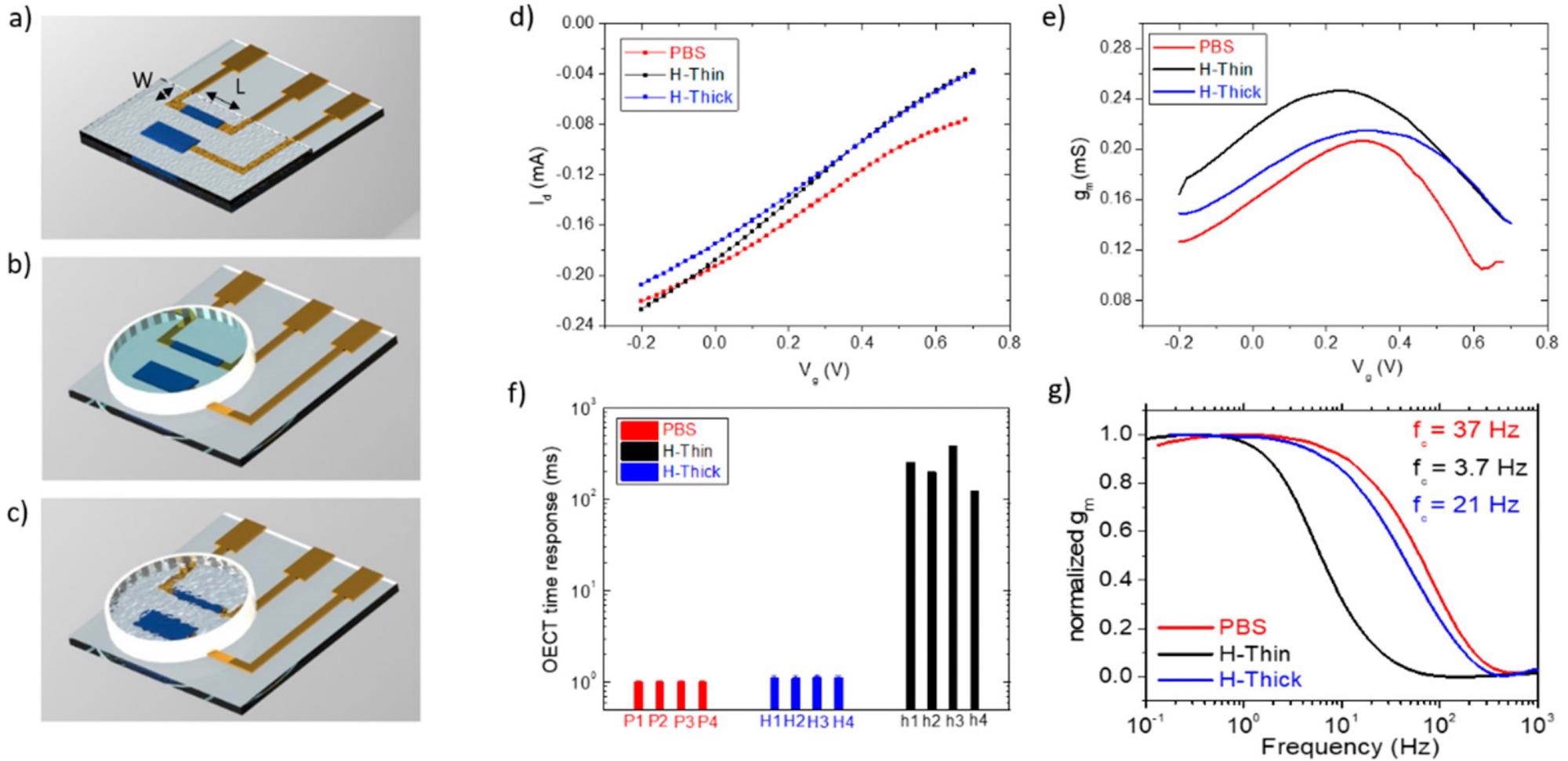 OECT configuration and electrical characterization. Rendering of the OECT devices on glass used with the thin hydrogel coating (a) and the thick hydrogel (b) or PBS electrolytes (c); (d) transfer; (e) transconductance; (f) time response to a voltage pulse on the gate of the OECT having PBS (red); the thin hydrogel (blue), or the thick one (black), as an electrolyte for gating. (g) Transconductance versus frequency measurements for OECTs having PBS (red); the thin hydrogel (blue); or the thick one (black); as electrolyte for gating, with relative cutoff frequencies (corresponding to the—3 dB points) extracted at 37, 3.7 and 21 Hz, respectively.