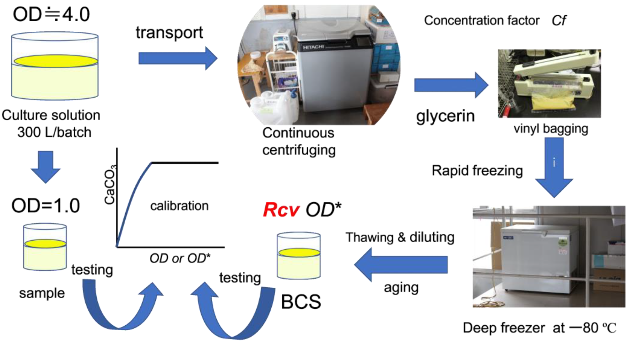 From culture solution to biocement solution.