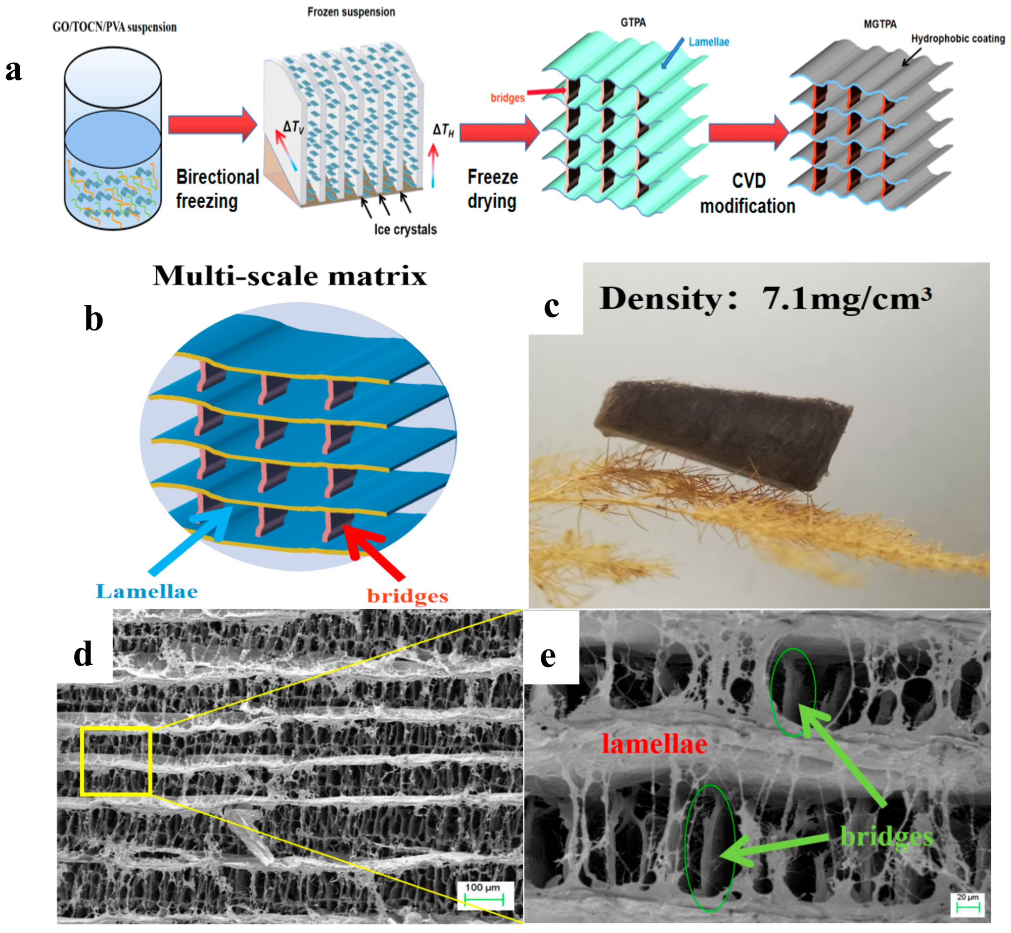 (a) Schematic illustration of the fabrication process of b-MGTPA. (b) Schematic of the b-MGTPA with a mineral bridge structure. (c) Photograph of an ultralight b-MGTPA located on a dogstail grass. (d,e) SEM images showing the architecture of the biomimetic aerogel at different magnifications.