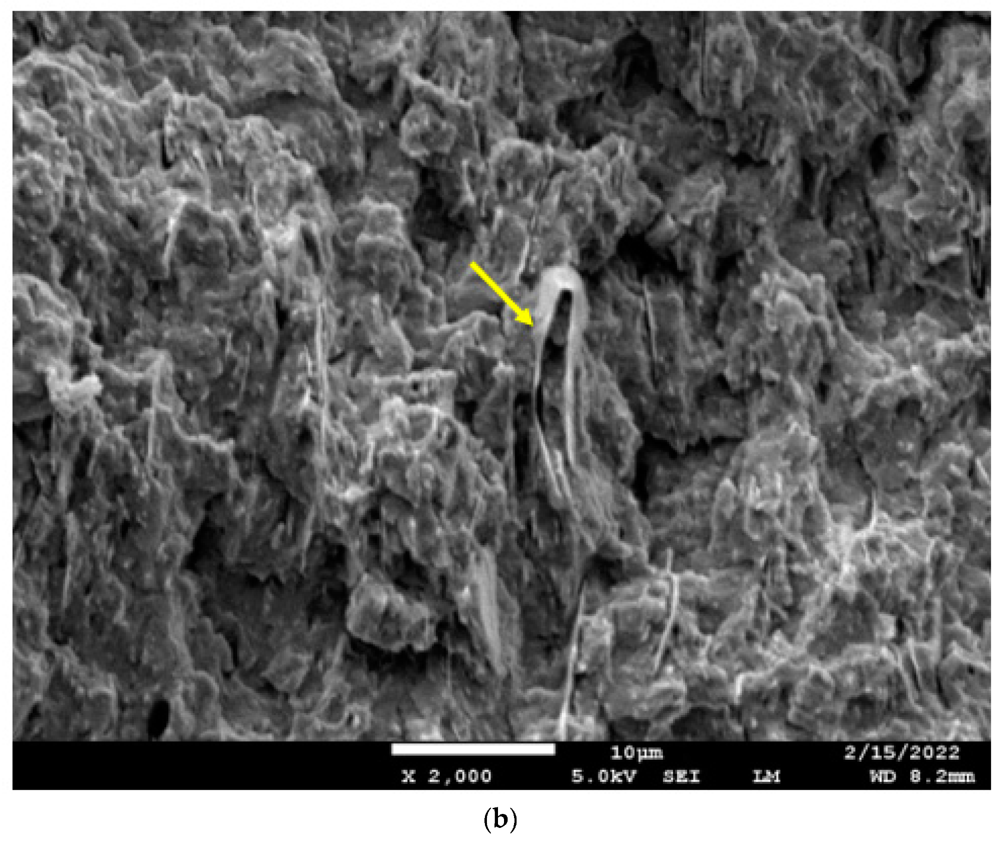 (a) SEM image of the cryo-fracture surface of a bar of the 60/40 PBT/PET blend with 10 vol.% Al flakes. The platelets are seen edgewise. The rectangle in the left corner is the cross-section of the bar (not to scale) and is placed to visualise the platelet orientation relative to the bar. The arrow shows polymer coating on a platelet. Dotted arrow shows a folded platelet. The white size bar = 10 µm. (b) SEM image of the cryo-fracture surface of a bar of the 60/40 PBT/PET blend with 25 vol.% of Al nano platelets. The platelets are seen edgewise. The arrow shows a folded platelet with polymer coating. The white size bar = 10 µm.