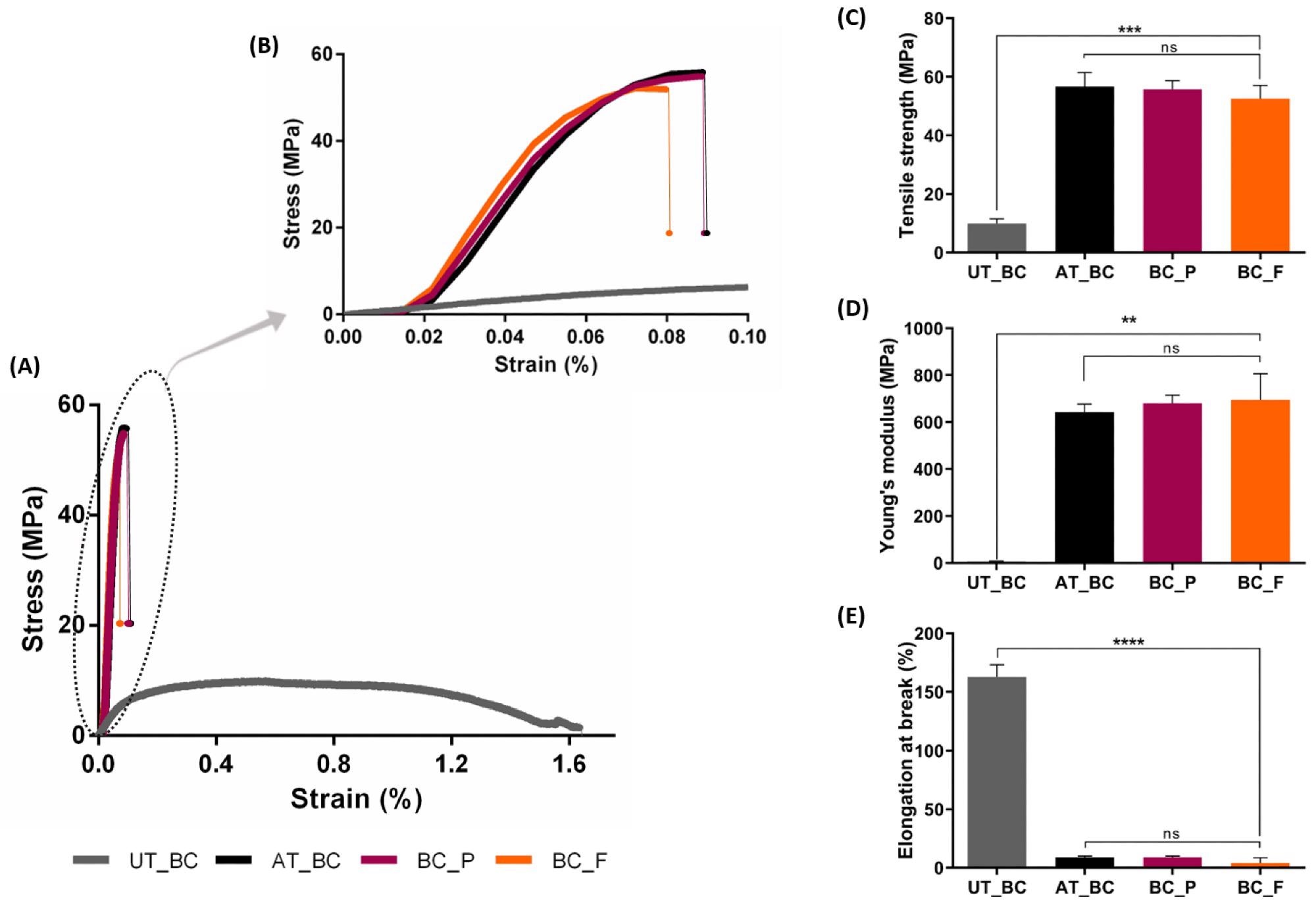 Summary of mechanical performance of untreated BC (UT_BC), alkaline-treated BC (AT_BC), BC functionalized with prodigiosin (BC_P), and BC functionalized with flexirubin-type pigment (BC_F): (A) tensile stress-strain curves; (B) close-up view of tensile stress-strain curves of AT_BC, BC_P, and BC_F; (C) tensile strength, (D) Young’s modulus, and (E) elongation at break of BC samples. (Data are presented as mean ± SD, ns indicates non-significant, ** p < 0.01, *** p < 0.001, and **** p < 0.0001).