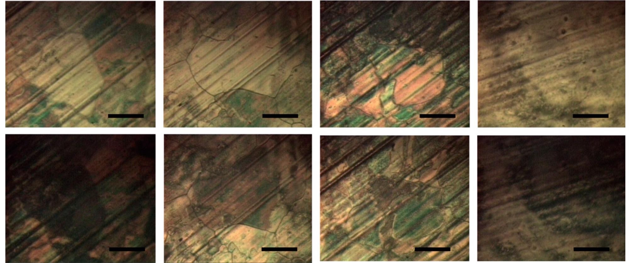 Four vertical pairs of microphotographs of E7-coated graphene (top—bright state; bottom—dark state achieved after rotation at 45°). The images depict: graphene grains on electropolished Cu foil (left two pairs) and on nonprocessed Cu foil (right two pairs). The scale bars represent 100 µm.