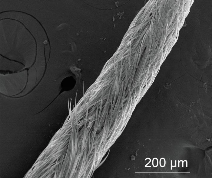 Honey Bee’s Tongue Hairs are Stiff and Hydrophobic, Study Finds.