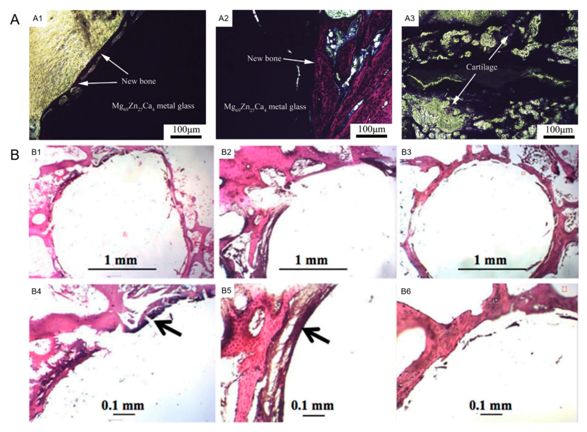 Tissue biocompatibility of Mg–Zn–Ca-based MGs.