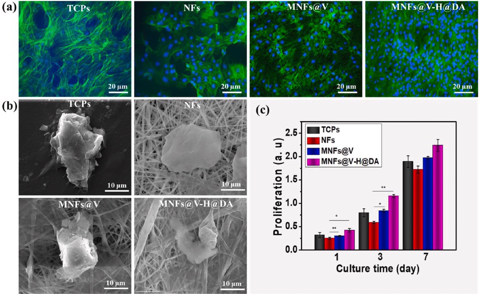 Biocompatibility of MNFs@V–H@DA. Fluorescent images (a) and cellular morphology (b) of MSCs cultured 5 days on TCPs, PLGA nanofibers, MNFs@V and MNFs@V–H@DA. The cellular proliferation (c) of MSCs cultured on TCPs, NFs, MNFs@V and MNFs@V–H@DA with 7 days period. Data are presented as mean ± standard deviation, n = 3, *p value < 0.05, **p value < 0.01.