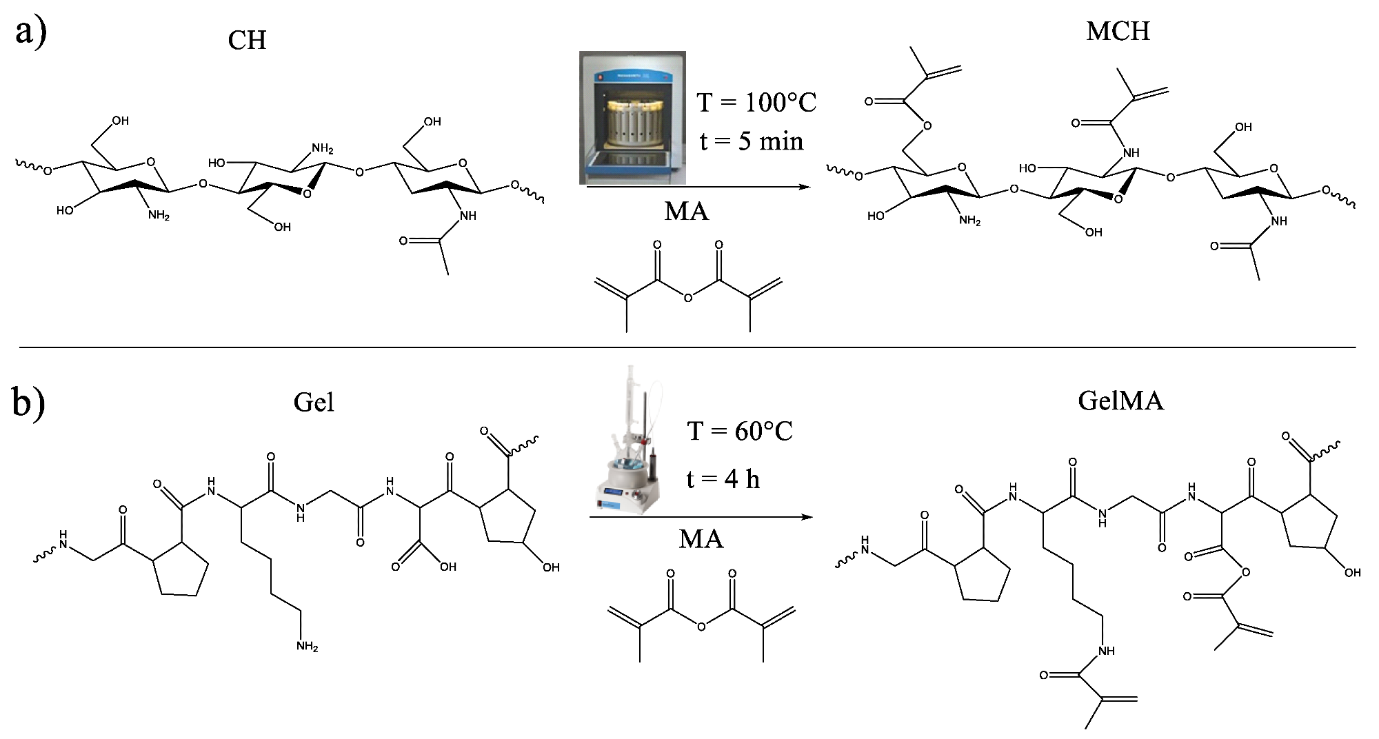 Scheme of the methacrylation reaction of (a) chitosan and (b) gelatin.