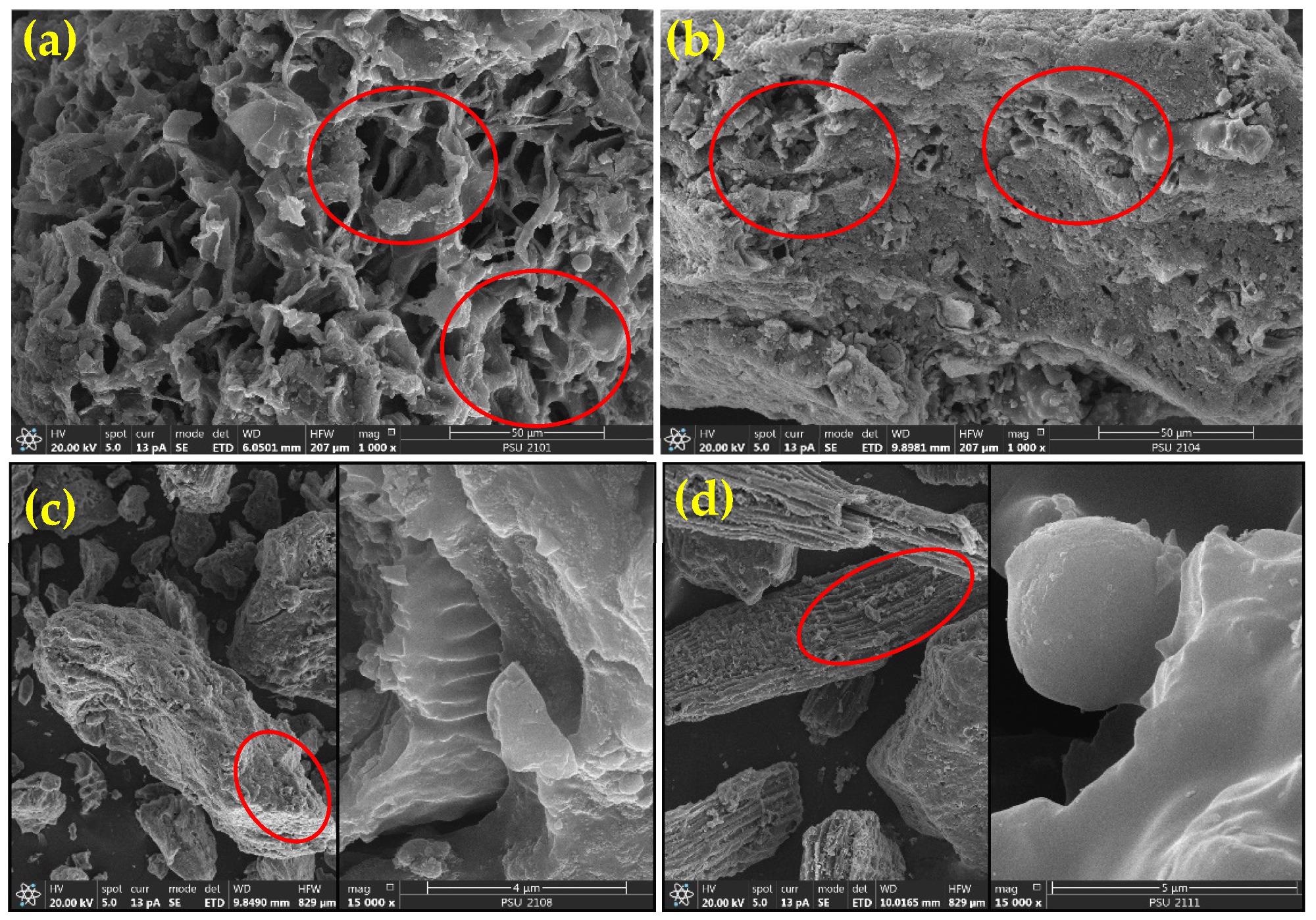 SEM photographs of (a) RWS biochar, (b) SS biochar, (c) RWS50:SS50 biochar, and (d) RWS75:SS25 biochar, (the right-side figures (c,d) show RWS biochar, while the left side shows SS biochar), and red circles show the pores of particles.
