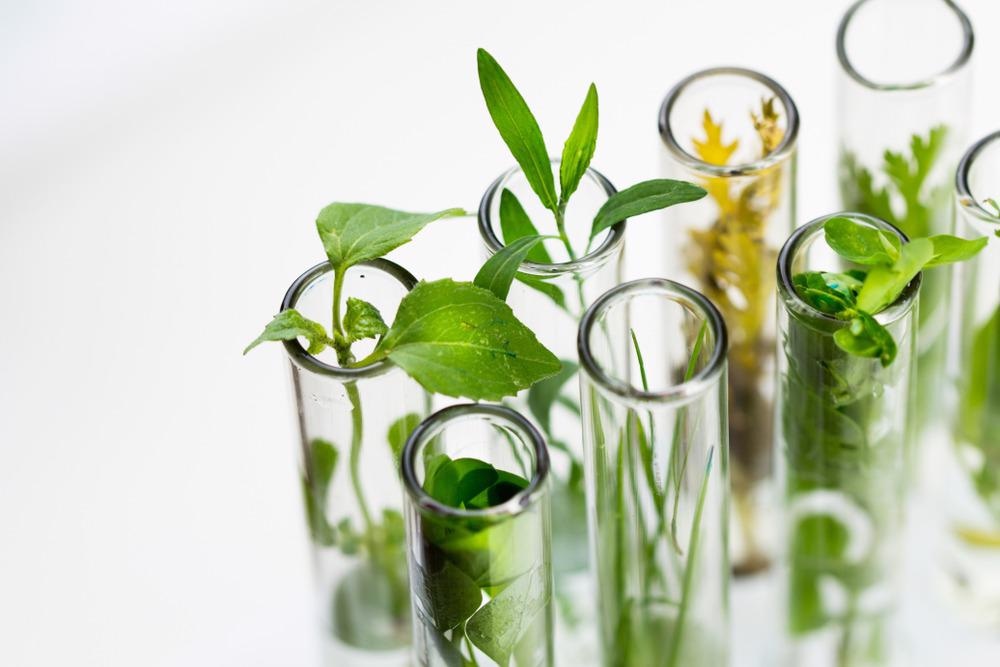 Scientists Consider the Applications of Plant-Based Hydrogels
