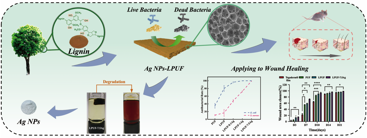 Novel Method to Develop Antibacterial Lignin-Based Polyurethane/Silver Composite Foam