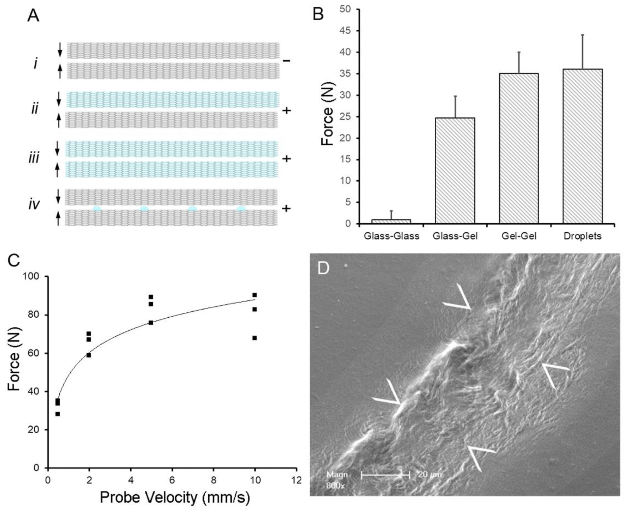Water-induced adhesion of pectin films cured in parallel. (A) Schematic of pectin films in glass phase (gray) and gel phase (blue). The (–) indictes no adhesion, whereas (+) indicates an adhesive interaction between films. (B) Using a previously defined adhesion assay, pectin films were gently compressed (5N) for a 60 s development time followed by withdrawal of the films at 0.5 mm/s. Two glass phase films (Ai) demonstrated no adhesion. Hydration of one (Aii) or both (Aiii) of the films to 15% water content resulted in significant adhesion. An equal volume of water placed on the glass phase films as droplets (Aiv) resulted in comparable adhesion to two gel films. (C) In the droplet assay, adhesion was largely independent of probe speed (that is, the speed at which the films were compressed). (D) Scanning electron microscopy (SEM) of two films following droplet compression shows evidence of polymer chain entanglement at the film interface (arrows at film interface).