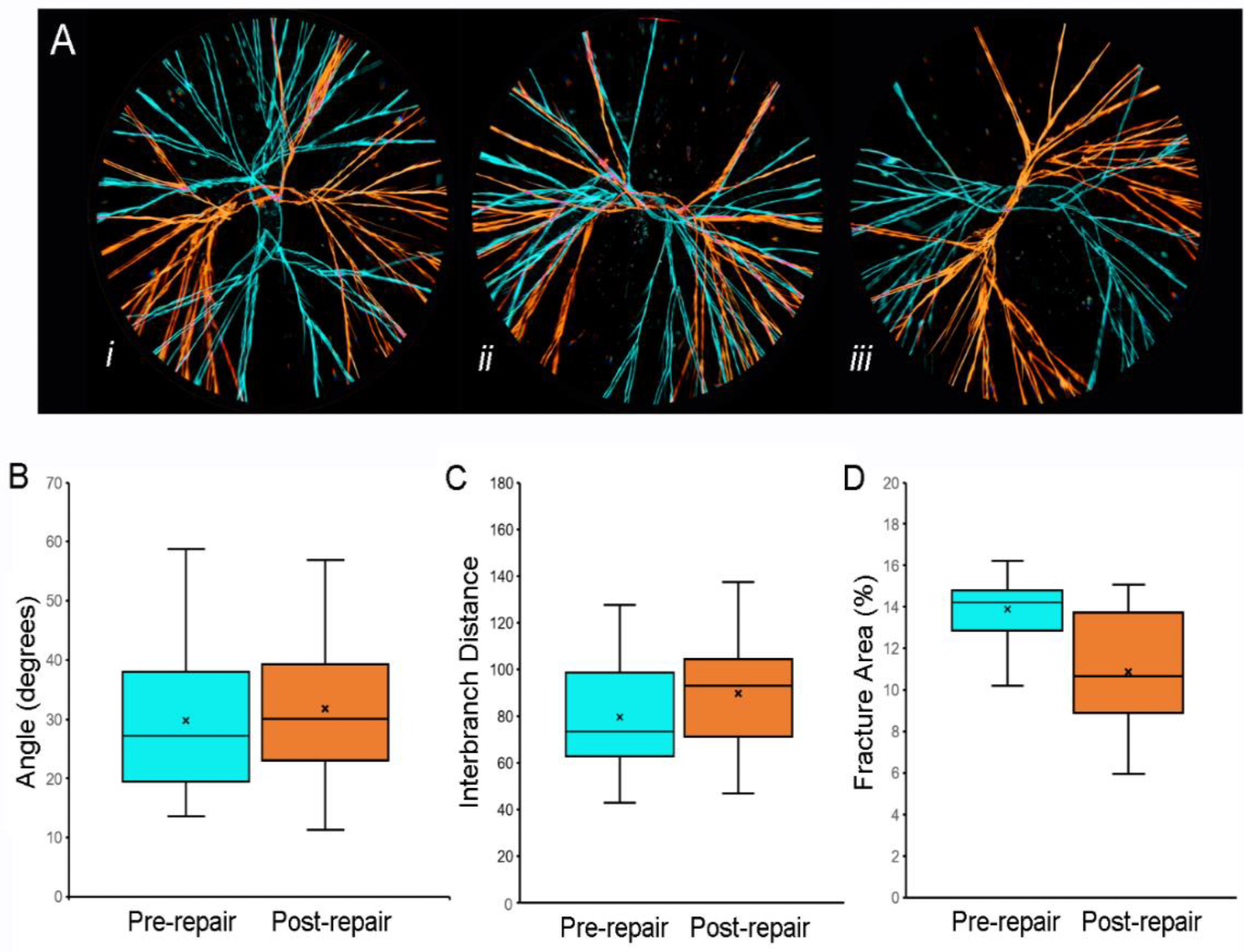 Fracture patterns of pectin films before and after water-induced repair. (A) Representative images of fracture patterns obtained before (blue) and after (orange) water-induced repair were thresholded and superimposed using the MetaMorph Stack Arithmetic Logical XOR function. Original orientation of the pectin films was maintained for comparison. The similar orientation of the fracture patterns in (Aii) was the exception; in most films, the fracture patterns appeared to be randomly oriented (e.g., (Ai) and (Aiii)). Morphometry of the fracture patterns demonstrated no significant difference in fracture angles (B), p > 0.05 or interbranch distance (C), p > 0.05. The total area of the pattern was slightly lower in the post-repair compared to the pre-repair fracture patterns (C), p < 0.05). In (B–D, the box spans the interquartile range with the median marked with an X and the whiskers defining the data range. A minimum of 103 features were measured for each parameter.