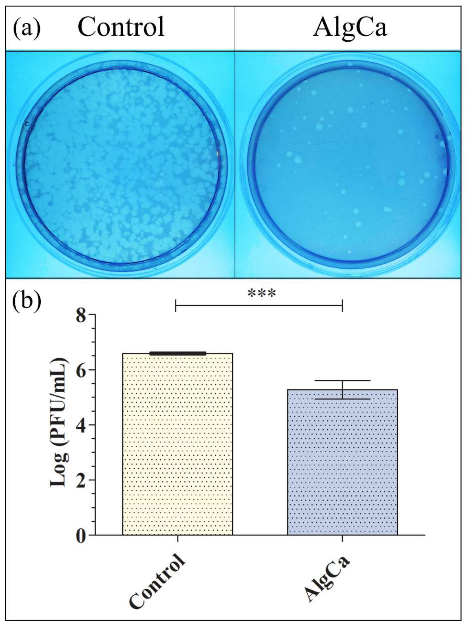 Antiviral activity of calcium alginate against bacteriophage phi 6 determined by the double-layer method: (a) Titration images (undiluted samples) for AlgCa film and control after 30 min of viral contact. These images show the reduction in infection capacity (reduction in lighter spots); (b) Viral inactivation in log (PFU/mL) for AlgCa film and control after 30 min of viral contact. Student’s t-test (*** p > 0.001).