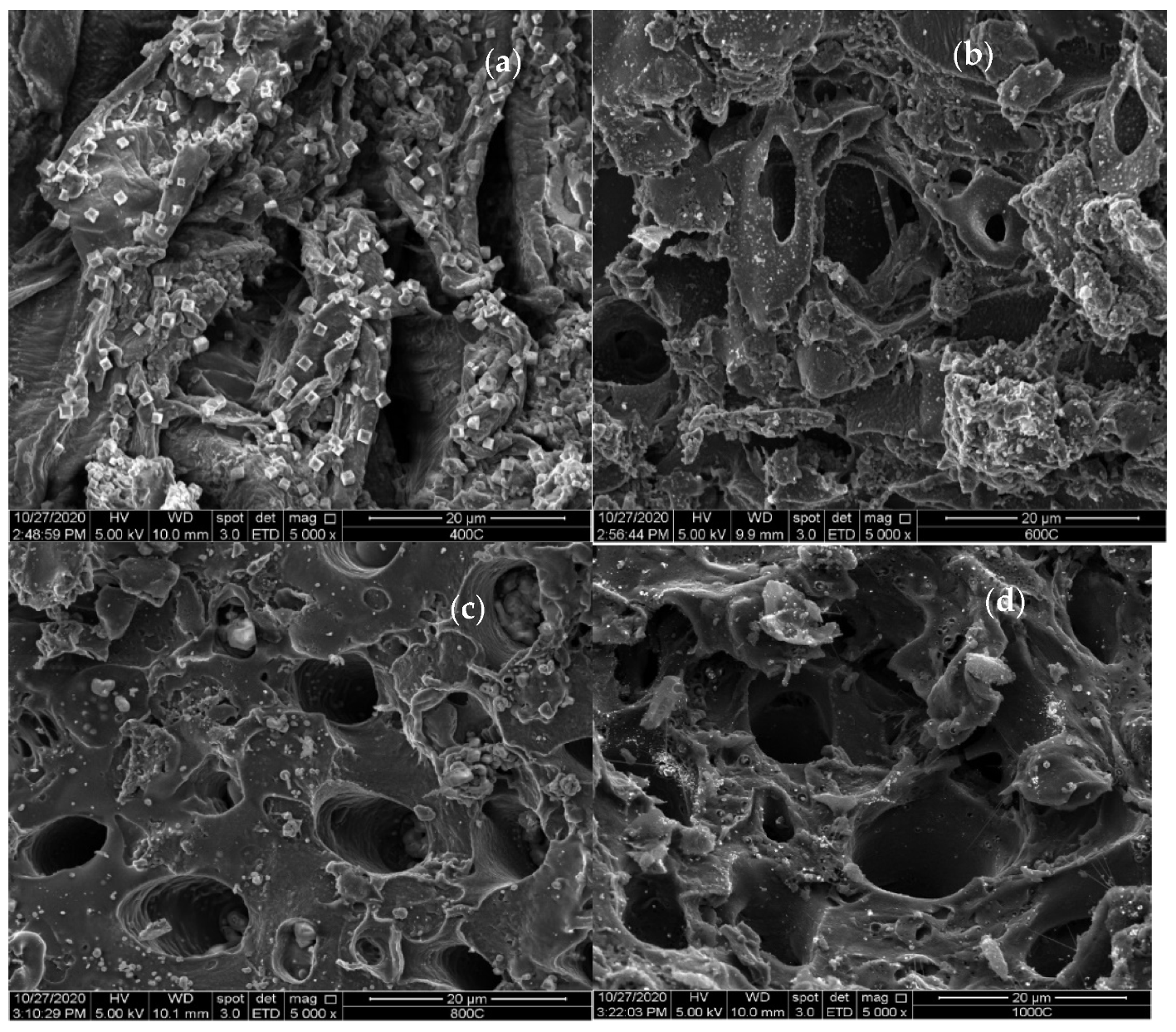 SEM images of the valorized date seed at (a) 400 °C, (b) 600 °C, (c) 800 °C, and (d) 1000 °C.