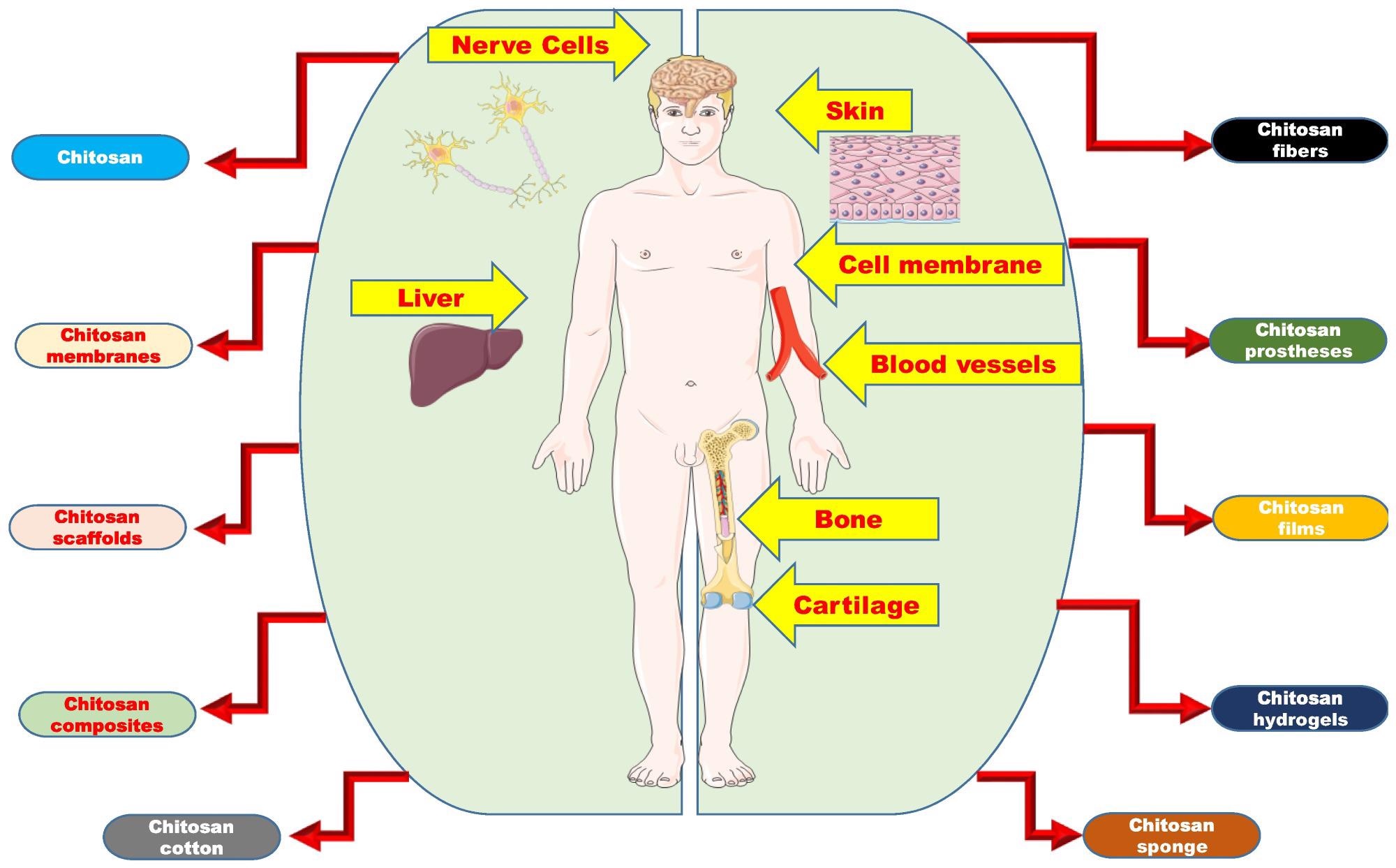 Overview of the organs to which chitosan and its composites have contributed to and the various chitosan forms that have gone into the making of the artificial organs.