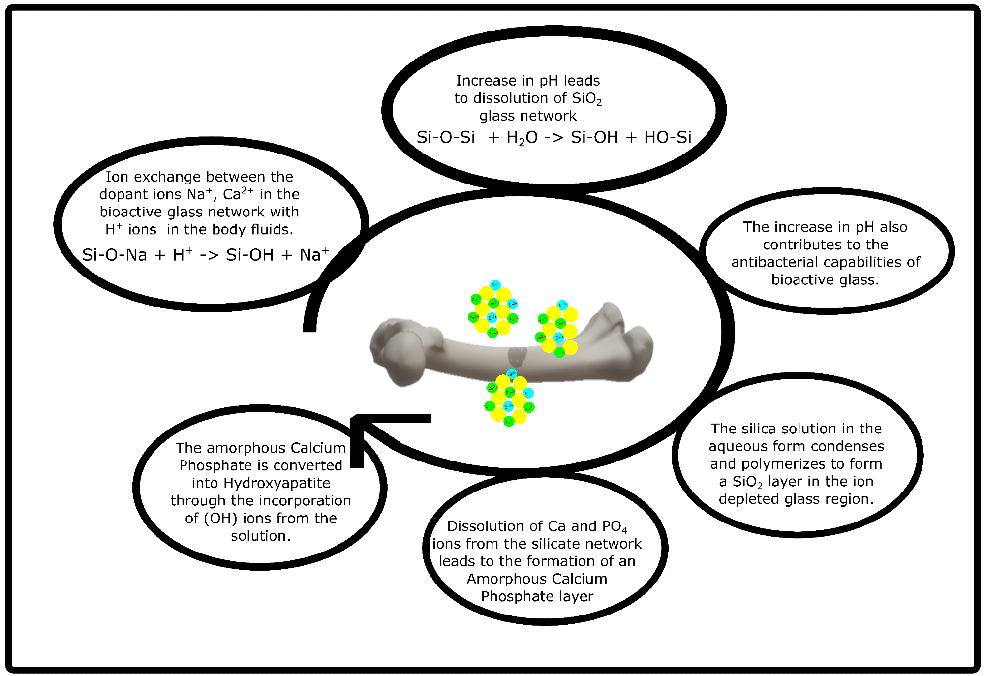 Schematic of the apatite formation mechanism in bioactive glass scaffolds.