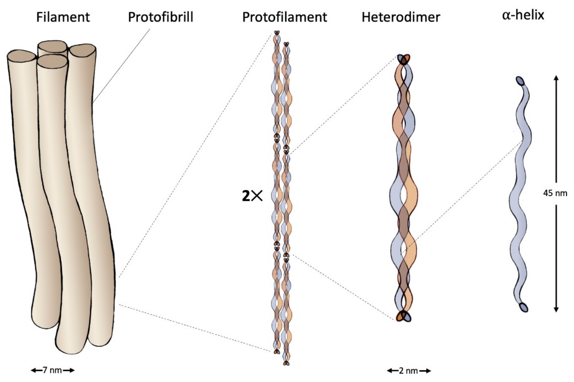 Structure of an intermediate filament composed of IF-keratin.
