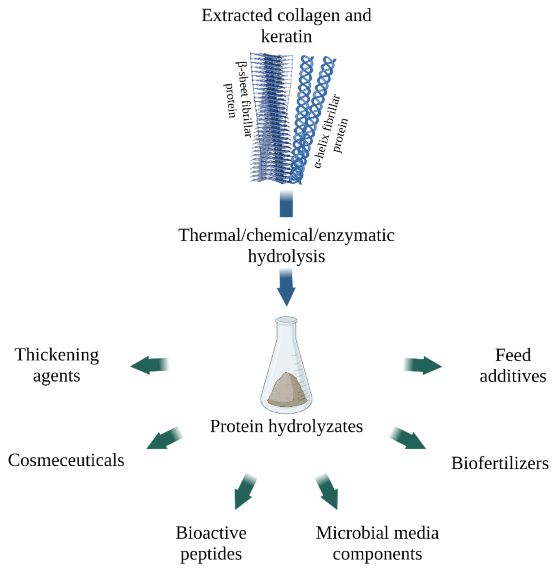 Applications of collagen and keratin hydrolysates (created with BioRender.com, access date: 9 November 2021).