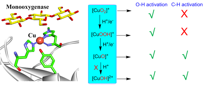 Researchers Measure Reactivities of Diverse Mononuclear Copper-Oxygen Species in Biological and Synthetic Systems.