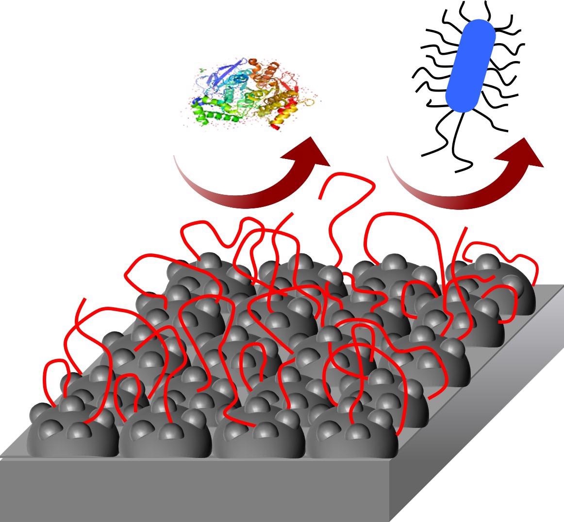 Long-Acting Silver-Ion Releasing Coating Prevents Bacteria from Adhering to Implants.