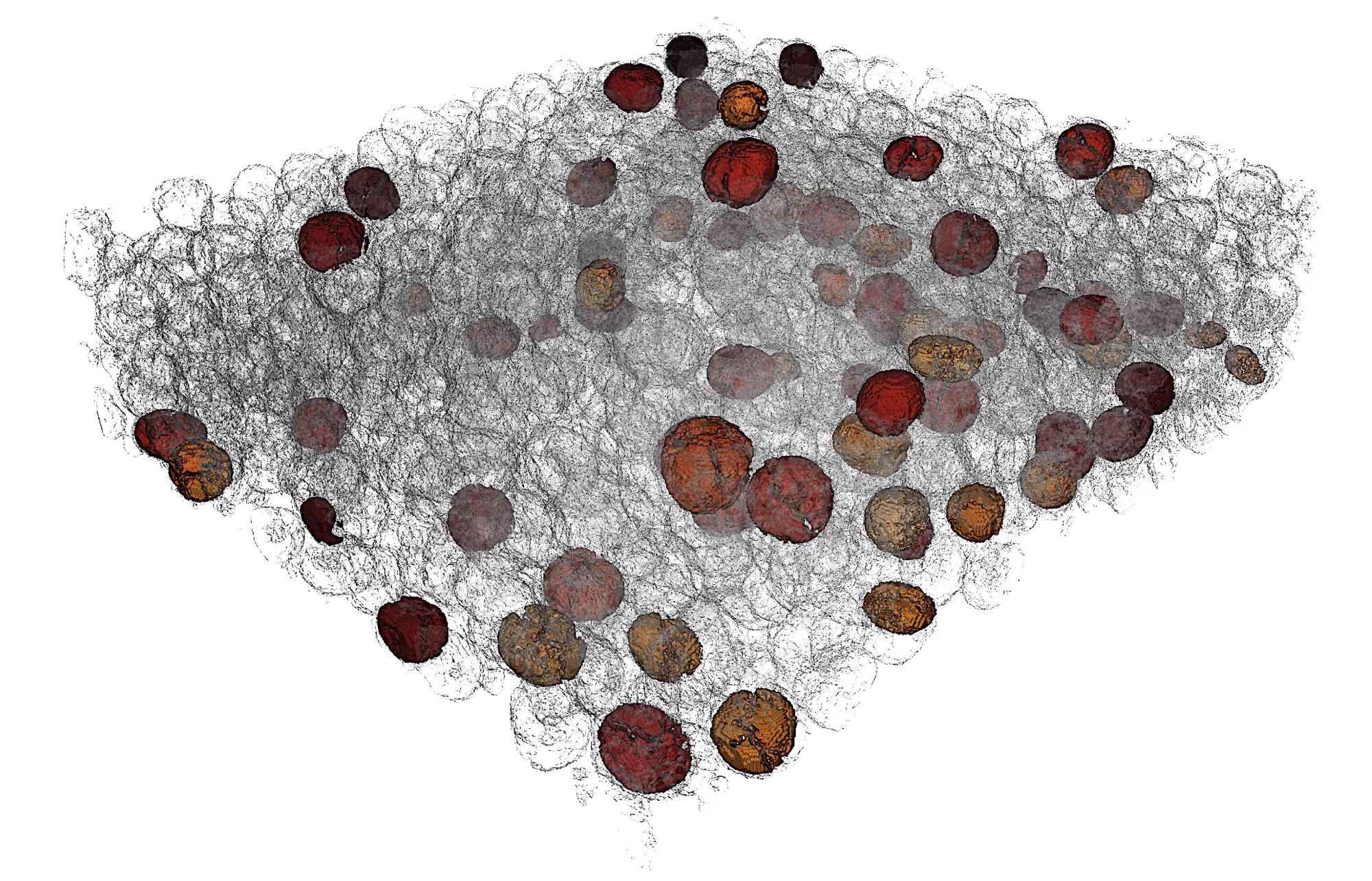Study Sheds Light on Designing and Manufacturing Battery Electrodes to Obtain Long Life.
