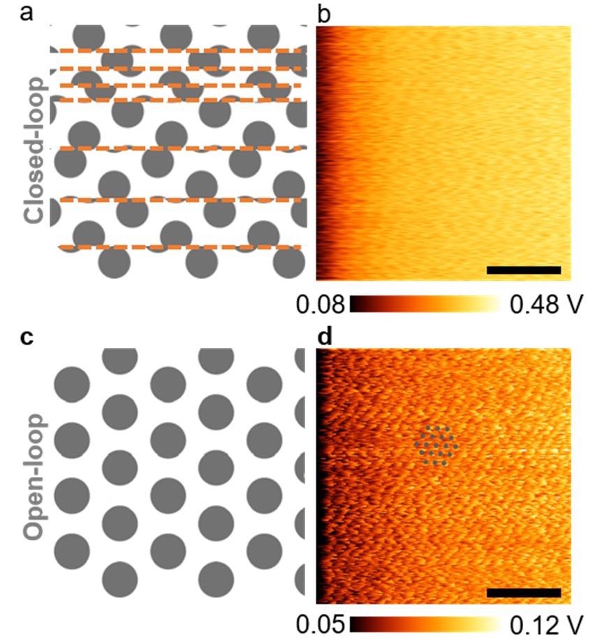 Lateral force microscopy (LFM) raw images obtained with or without engaging the XY closed-loop control in air (color range adjusted). (a) Schematic representation of a jumbled LFM image due to the use of a XY closed-loop control. The orange dashed lines indicate the locations at which the piezo stage was abruptly repositioned due to the XY closed-loop control; (b) LFM image of a MoS2 monolayer obtained with a closed-loop control (calibrated scale bar: 2 nm; scan rate: 21 Hz); (c) schematic illustration of the LFM image of a two-dimensional (2D) lattice expected in the absence of the XY closed-loop control; (d) LFM image of a MoS2 monolayer obtained without a closed-loop control, which revealed a periodic pattern from the atomic lattice (calibrated scale bar: 2 nm; scan rate: 21 Hz). The grey dots are a guide for the eye and correspond to the lattice of rate MoS2.