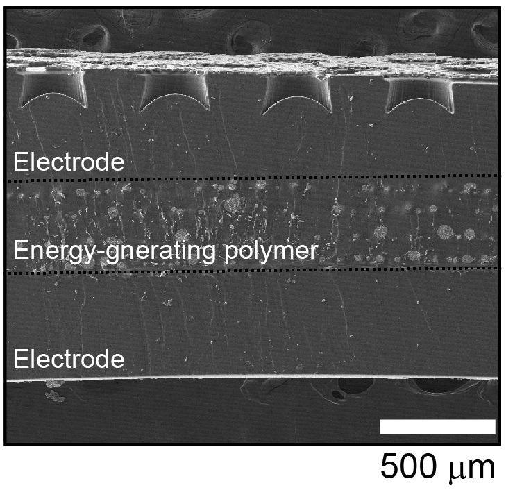 SEM image of the h-OP patch. (Total thickness: ~1.3 mm)