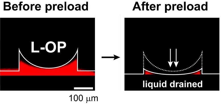 Fluorescence microscopy cross-sectional images of drained water in edges of the dome-like protuberance structures in the OPs on the patch before and after applying preload.