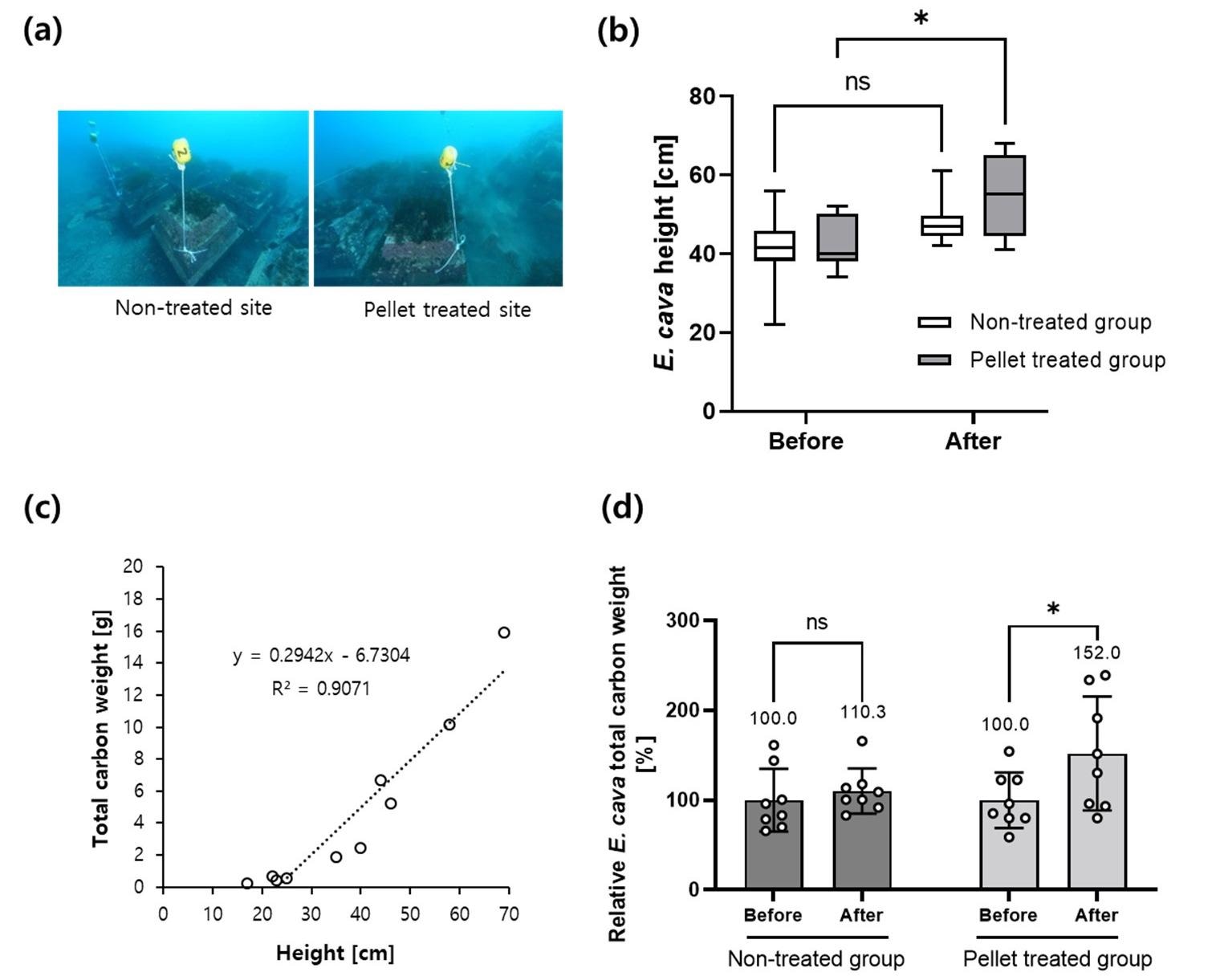 Pelletized slag-DTPA promotes sea forest growth and enhances carbon sequestration. (a) Pictures of the pellet treated site and the non-treated site were presented. The pellets were applied on the artificial reefs where pictures were taken at a depth of 15 m; (b) Box and whisker plots are shown. The thallus heights of E. cava were measured in January 2021 and in June 2021. (n = 8; ns, not significant; * p < 0.05 by two-way ANOVA followed by Tukey’s multiple-comparison test). Whiskers indicated minimum and maximum values. The boxes showed the 25th, 50th (mean), and 75th percentiles of the distribution; (c) The relationship between the E. cava thallus height and total carbon weight is represented above. The thallus height of E. cava was directly measured in the lab and their total carbon analyses were analyzed. The linear regression equation was y = 0.2942x-6.7304, R2: 0.9071. The samples were obtained from Ulleung Island, South Korea (n = 11); (d) The carbon weight changes (%) of E. cava were estimated based on the linear equation (n = 8; ns, not significant; * p < 0.05 by two-way ANOVA followed by Tukey’s multiple-comparison test).