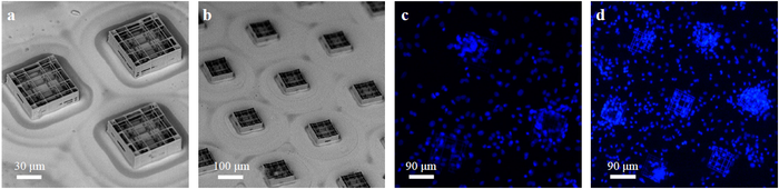 Scientists Develop Progressive Optical Approaches That Permit 3D Scaffolds.