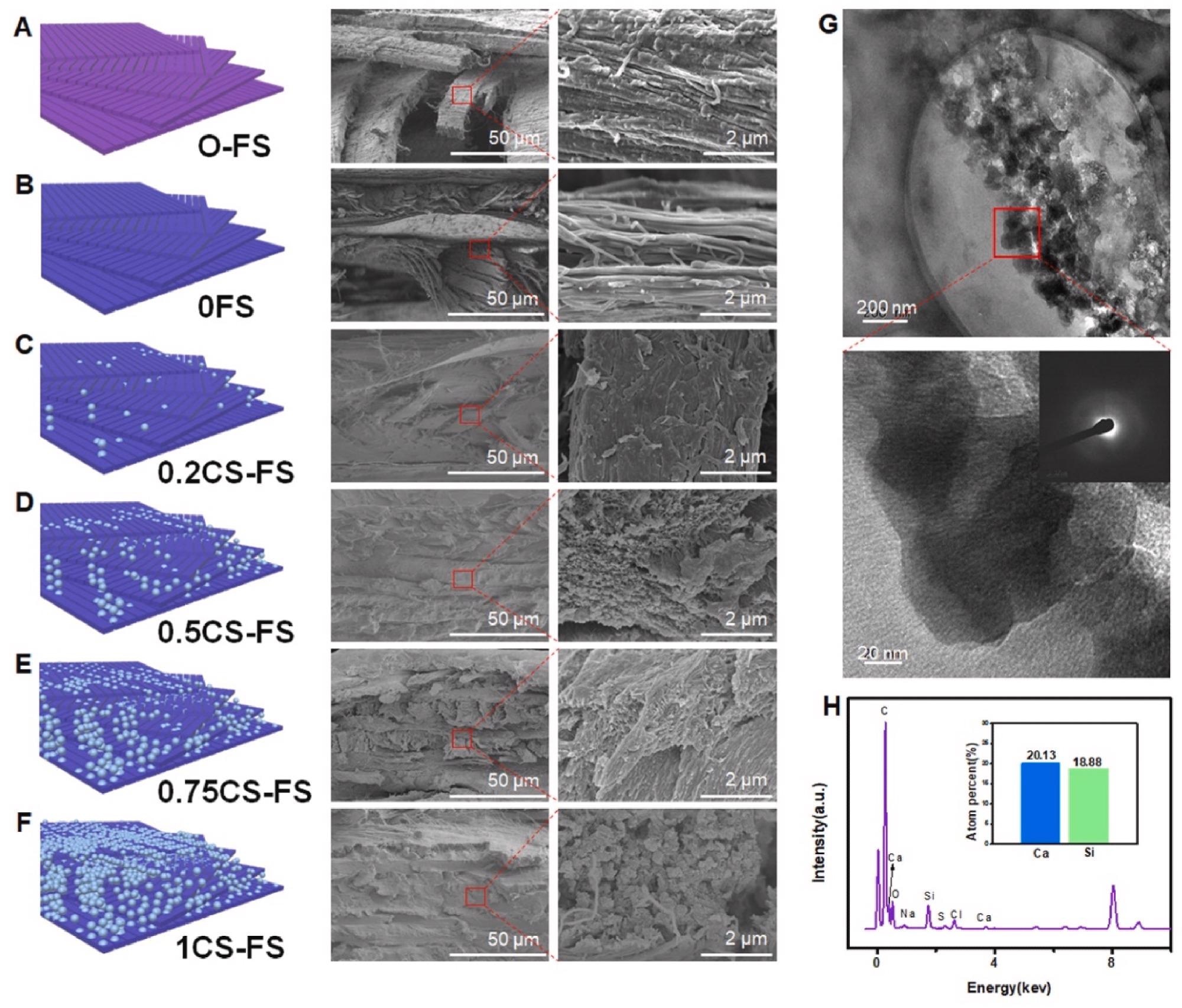 Microstructure and morphology of CS-FS scaffolds with different CS mineralization level. (A to F) Scanning electron microscope (SEM) images presented the internal microstructure and different mineralization levels of CS-FS scaffolds in each group. In addition, the attached schematic diagram shows the structure changes of each group. (G) High-resolution transmission electron microscopy (HRTEM) images showed the pattern of the deposited CS produced by vacuum-induced mineralization on the FS collagen fibers. The CS particles which are evenly distributed along the collagen fibers were observed. (H) Energy spectrum analysis confirmed that the particles observed in HRTEM images were CS.
